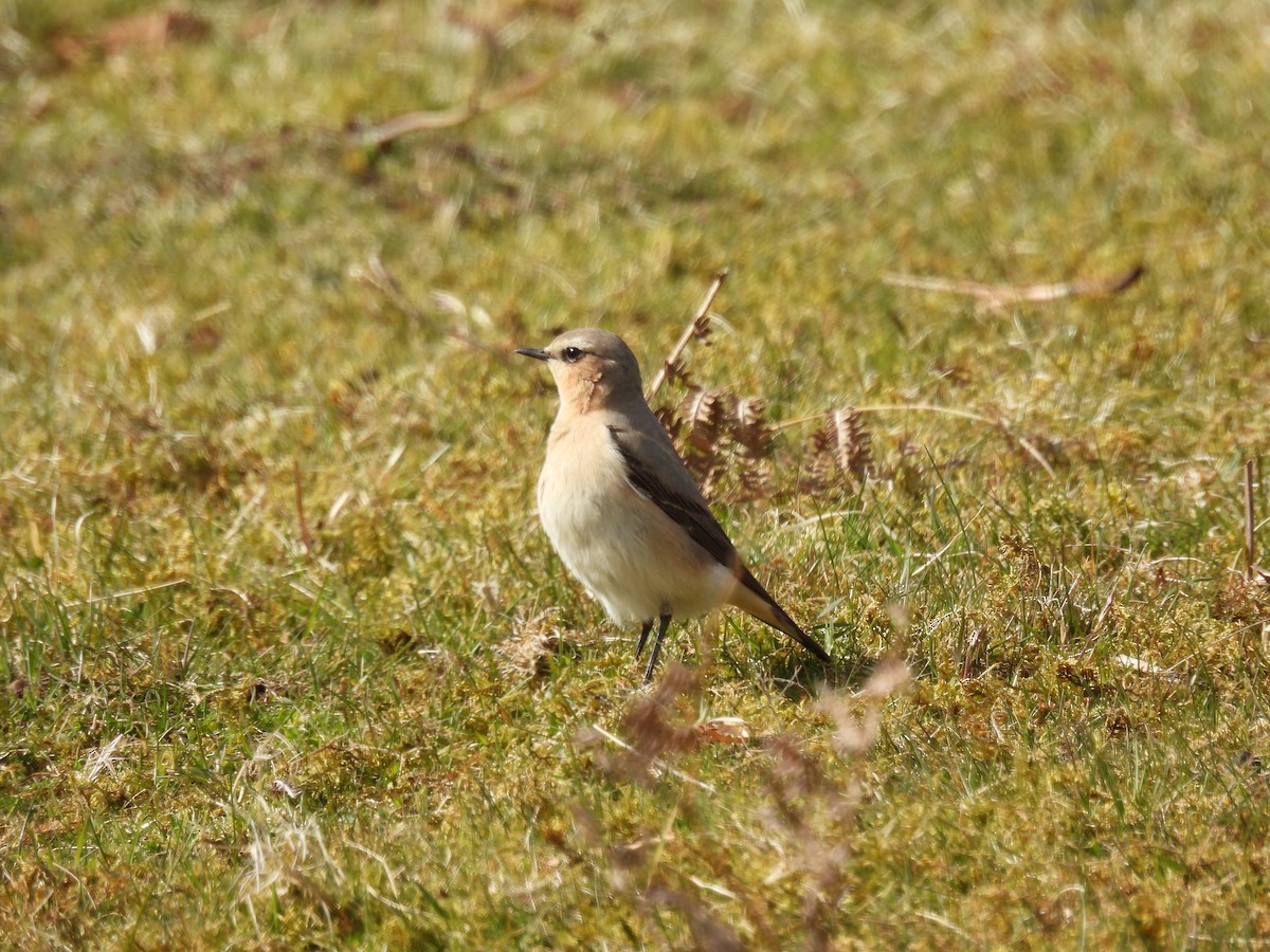Northern Wheatear - Mike Coulson