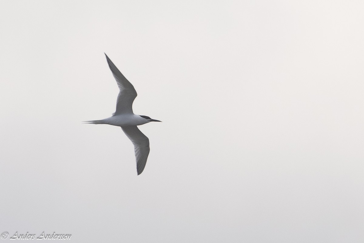 Sandwich Tern (Eurasian) - Anders Andersson