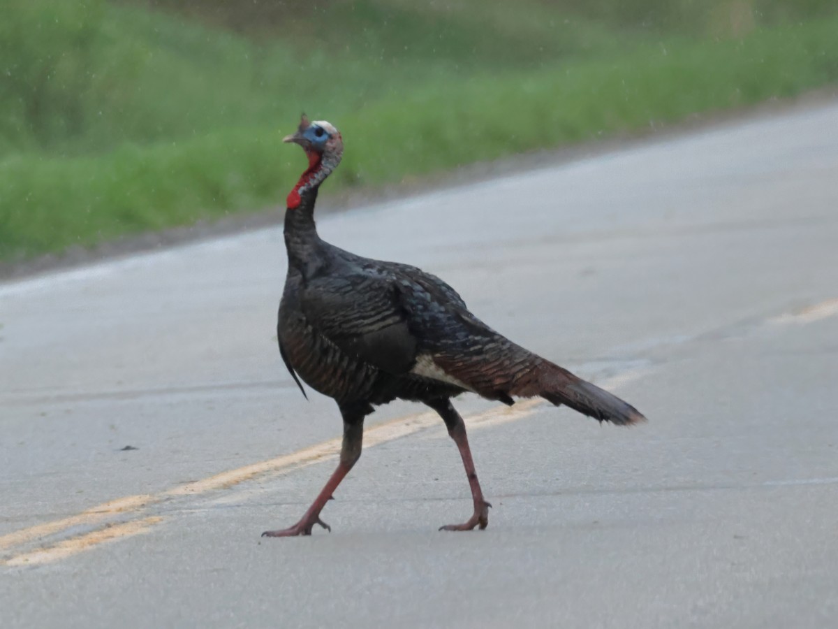 Wild Turkey - ML618082438