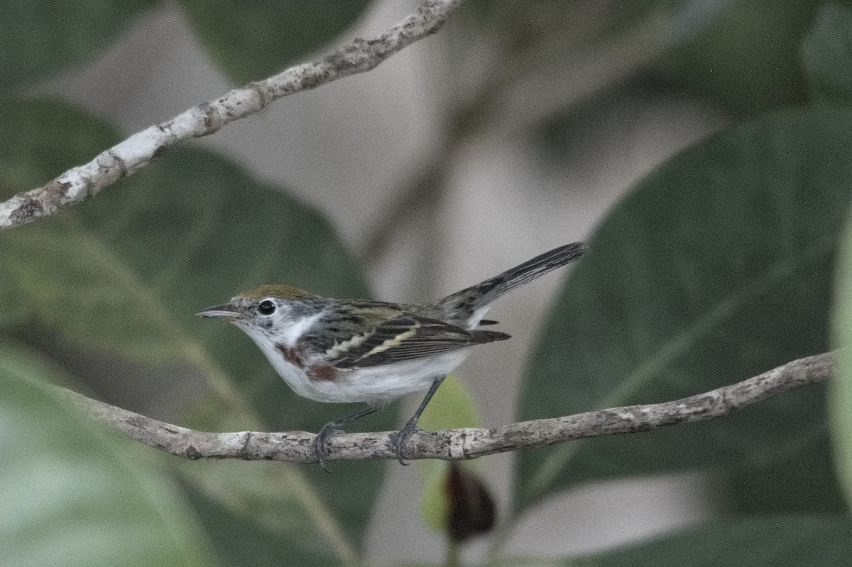 Chestnut-sided Warbler - Kevin Thompson