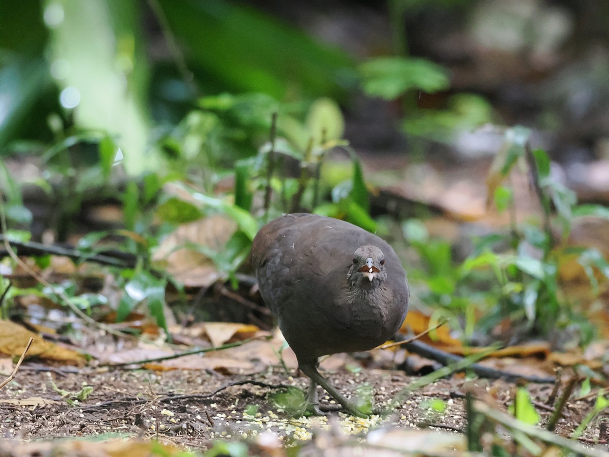 Cinereous Tinamou - ML618082447
