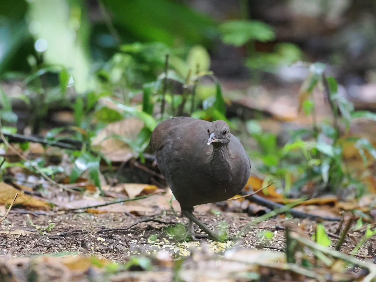 Cinereous Tinamou - ML618082448