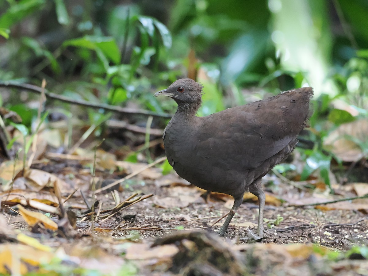 Cinereous Tinamou - ML618082449