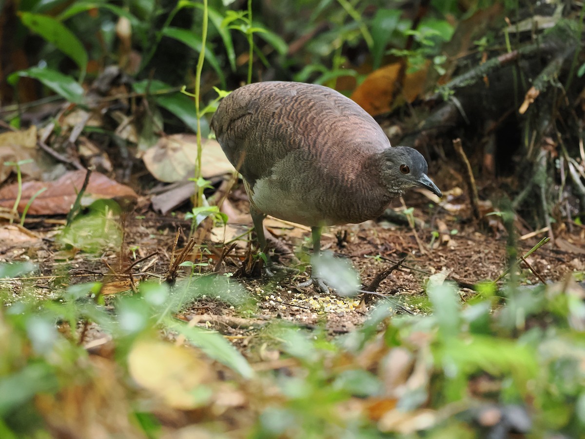 Undulated Tinamou - ML618082459
