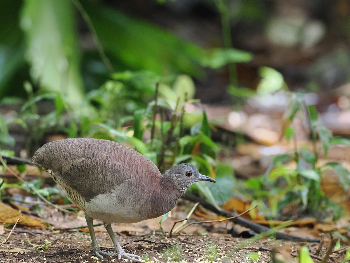 Undulated Tinamou - ML618082460