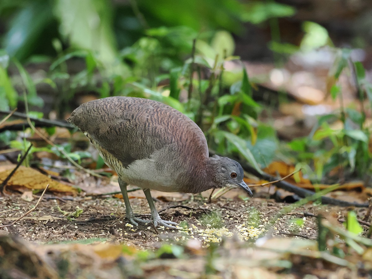 Undulated Tinamou - ML618082461