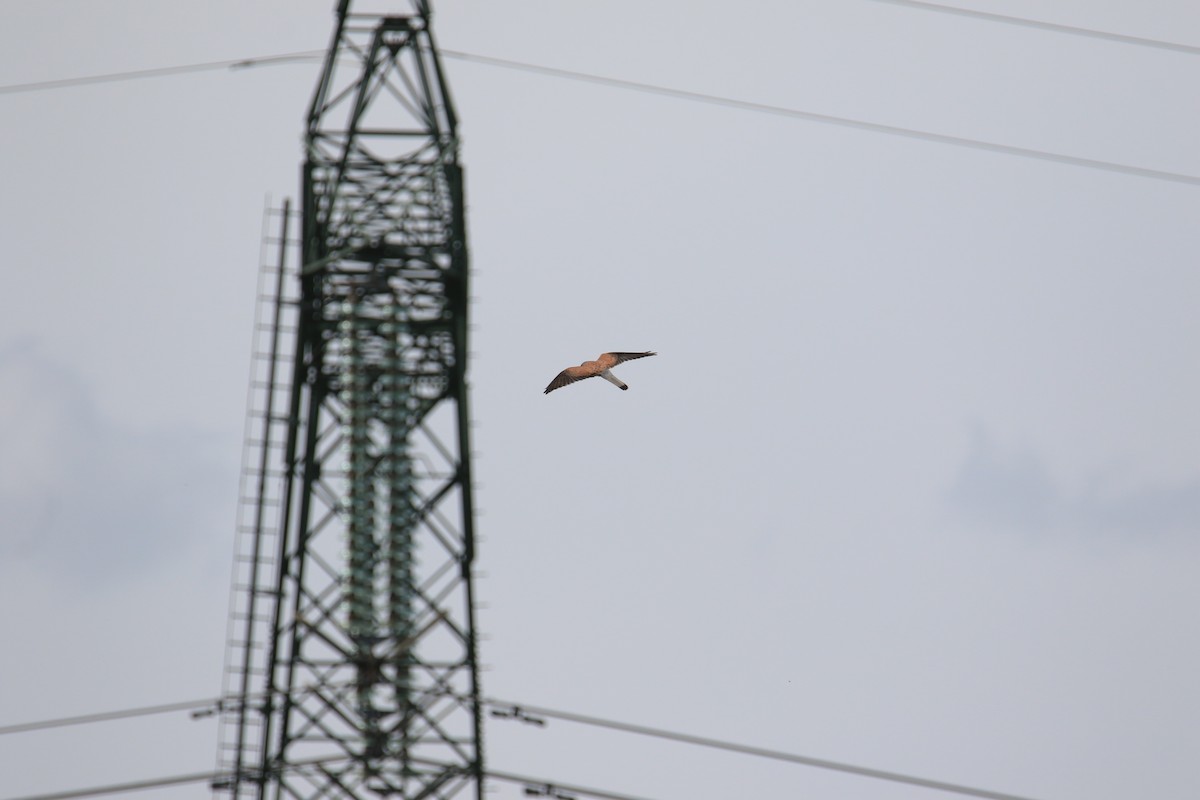 Eurasian Kestrel - Kuang-Ping Yu