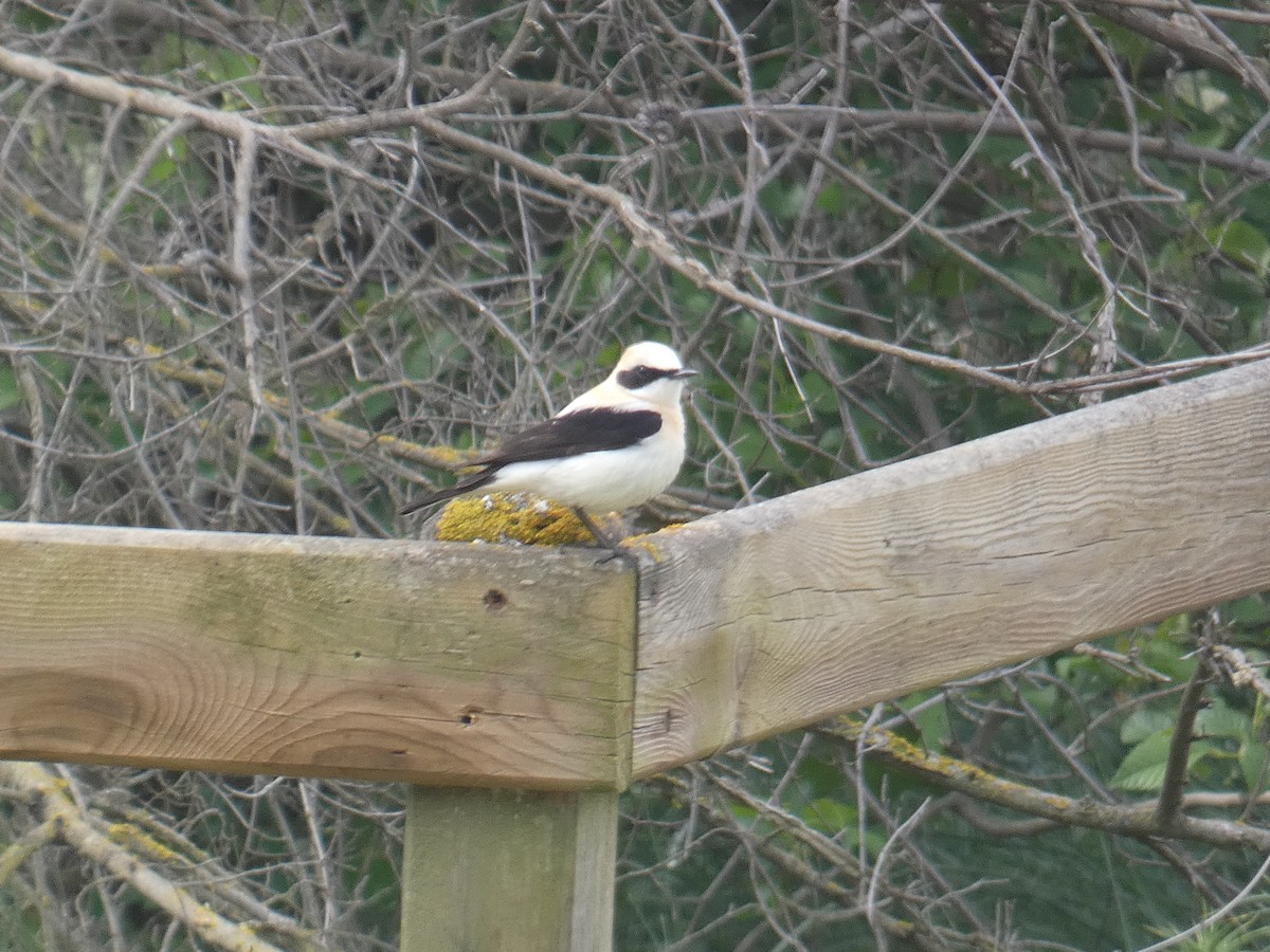 Western Black-eared Wheatear - ML618082469