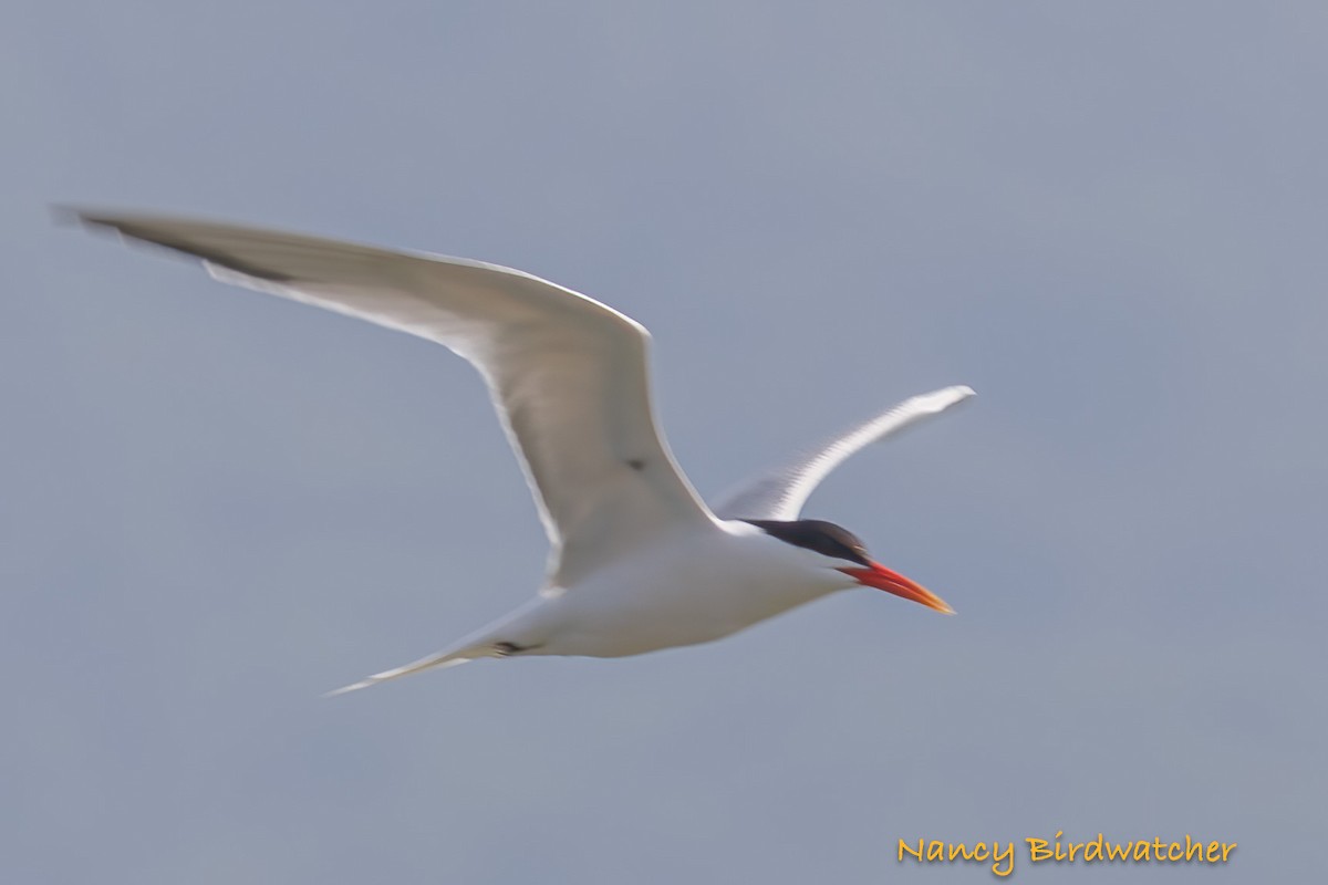 Elegant Tern - Nancy Fernández