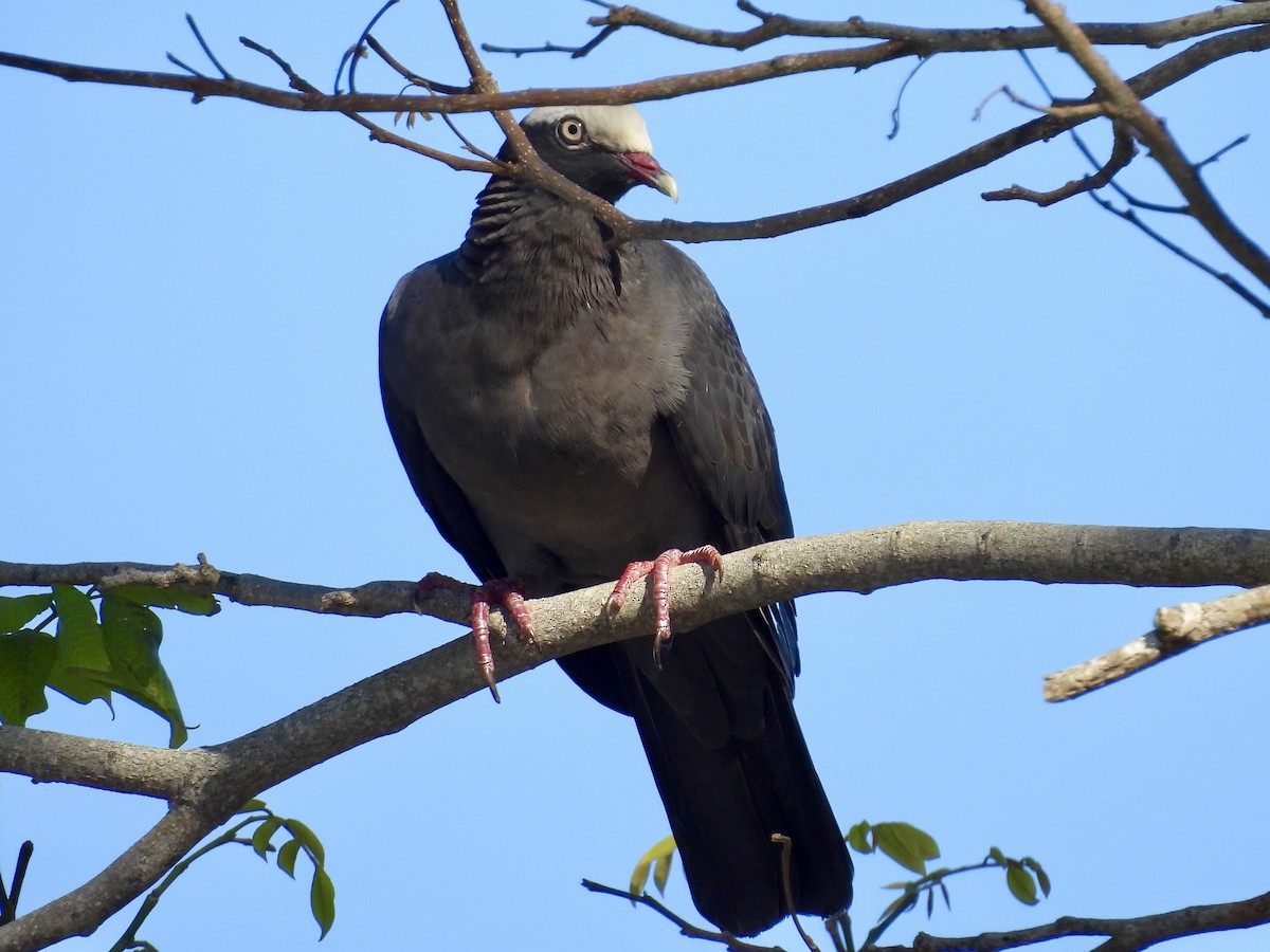 Pigeon à couronne blanche - ML618082512