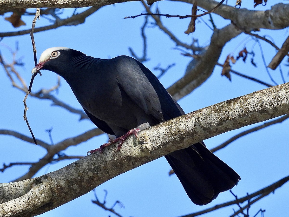 White-crowned Pigeon - ML618082513