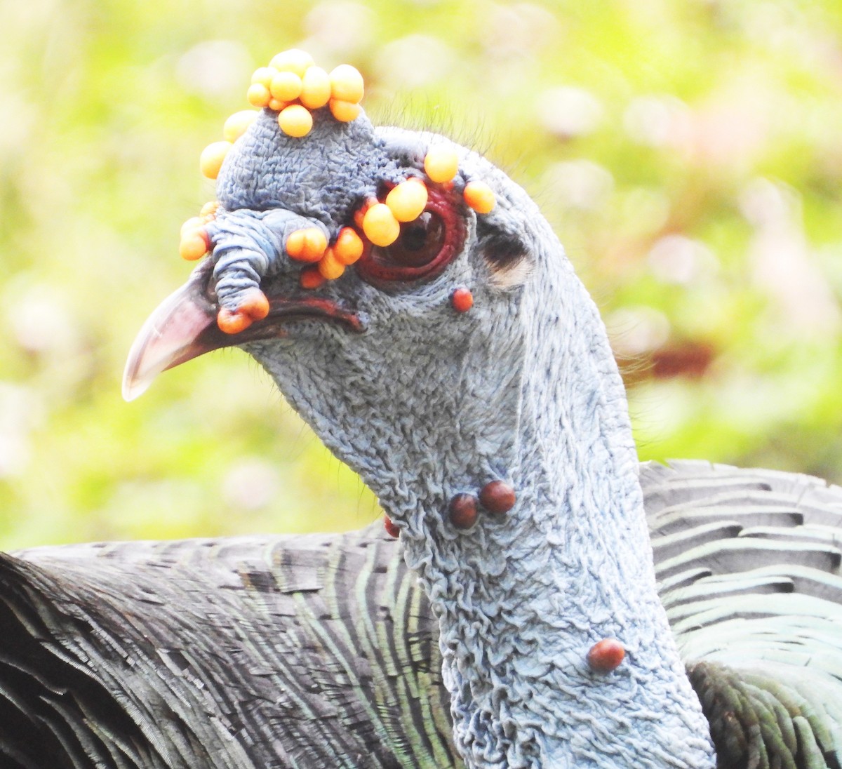 Ocellated Turkey - ML618082533