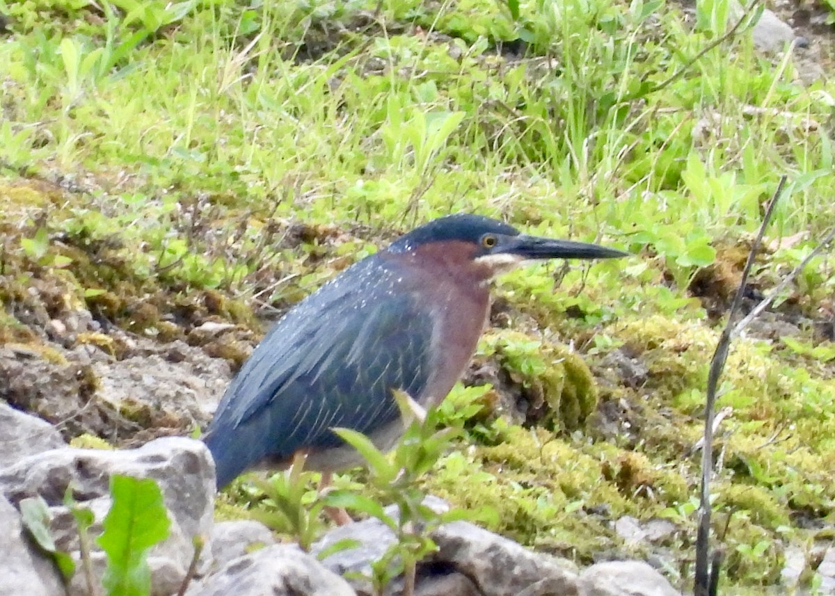 Green Heron - Tim Ward