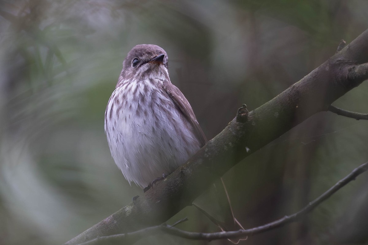 Gray-streaked Flycatcher - ML618082553