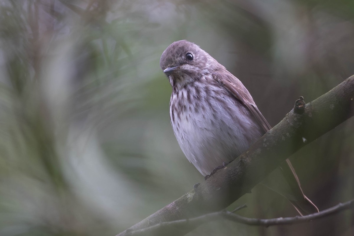 Gray-streaked Flycatcher - Sandy Luk