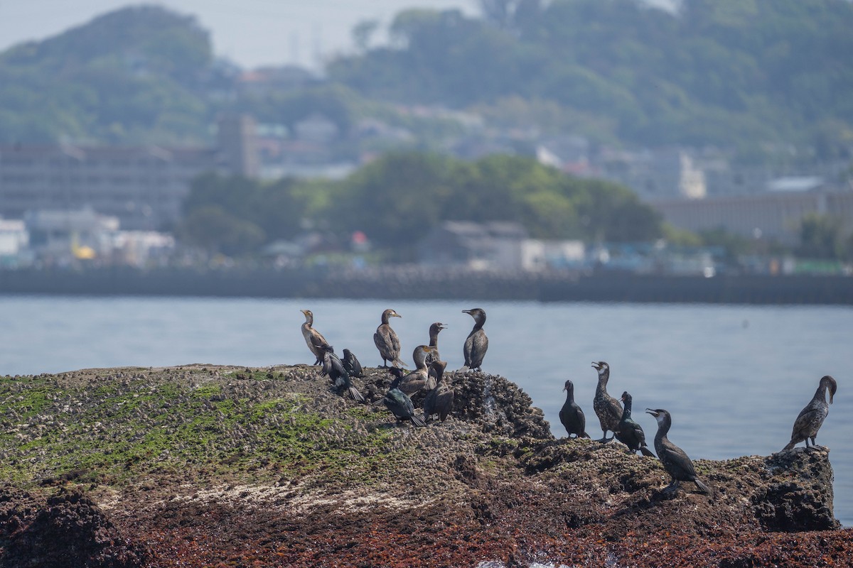 Pelagic Cormorant - ML618082572