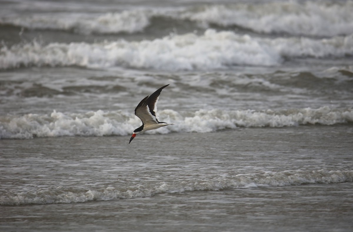 Black Skimmer (niger) - Jeff Sexton