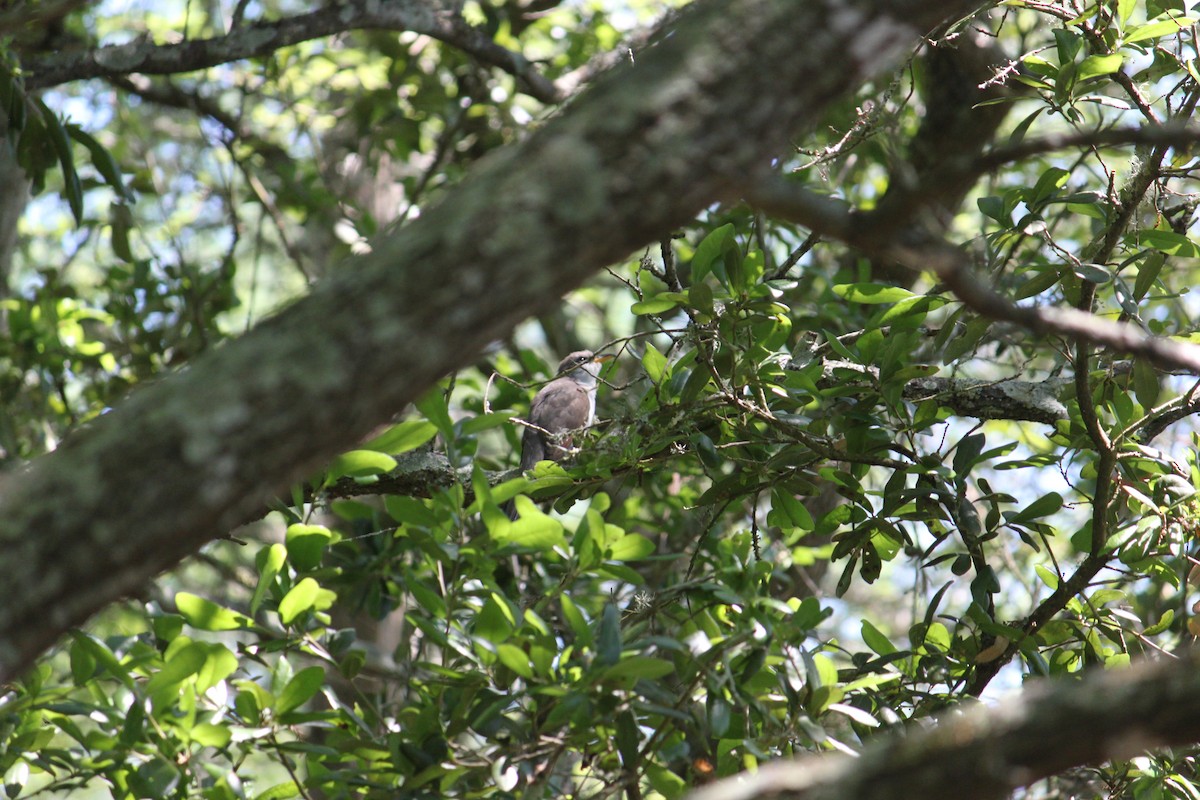 Yellow-billed Cuckoo - Rohit Agarwal