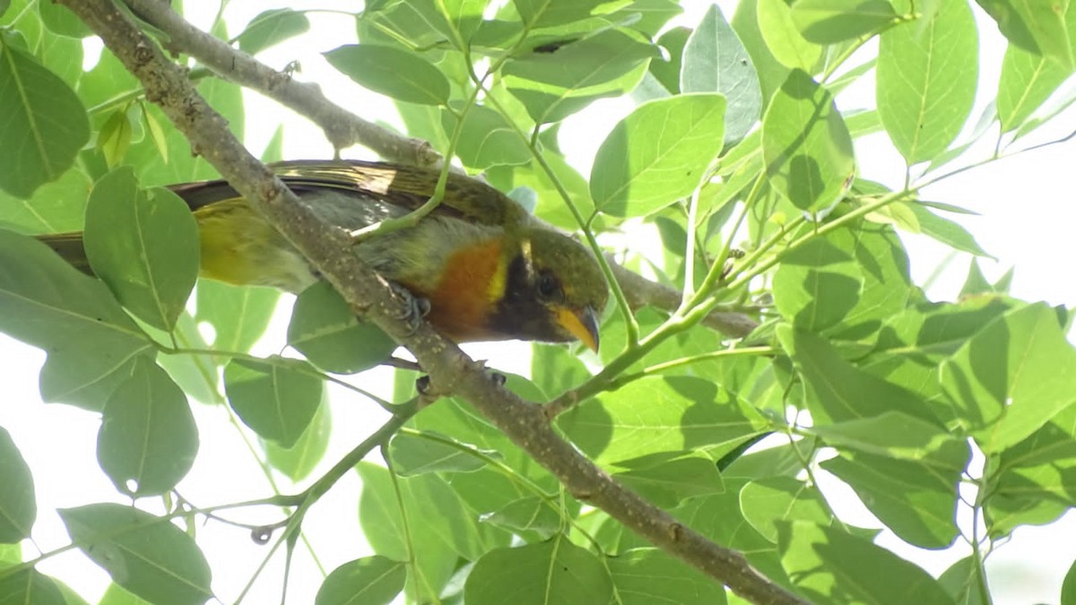 Guira Tanager - ML618082614