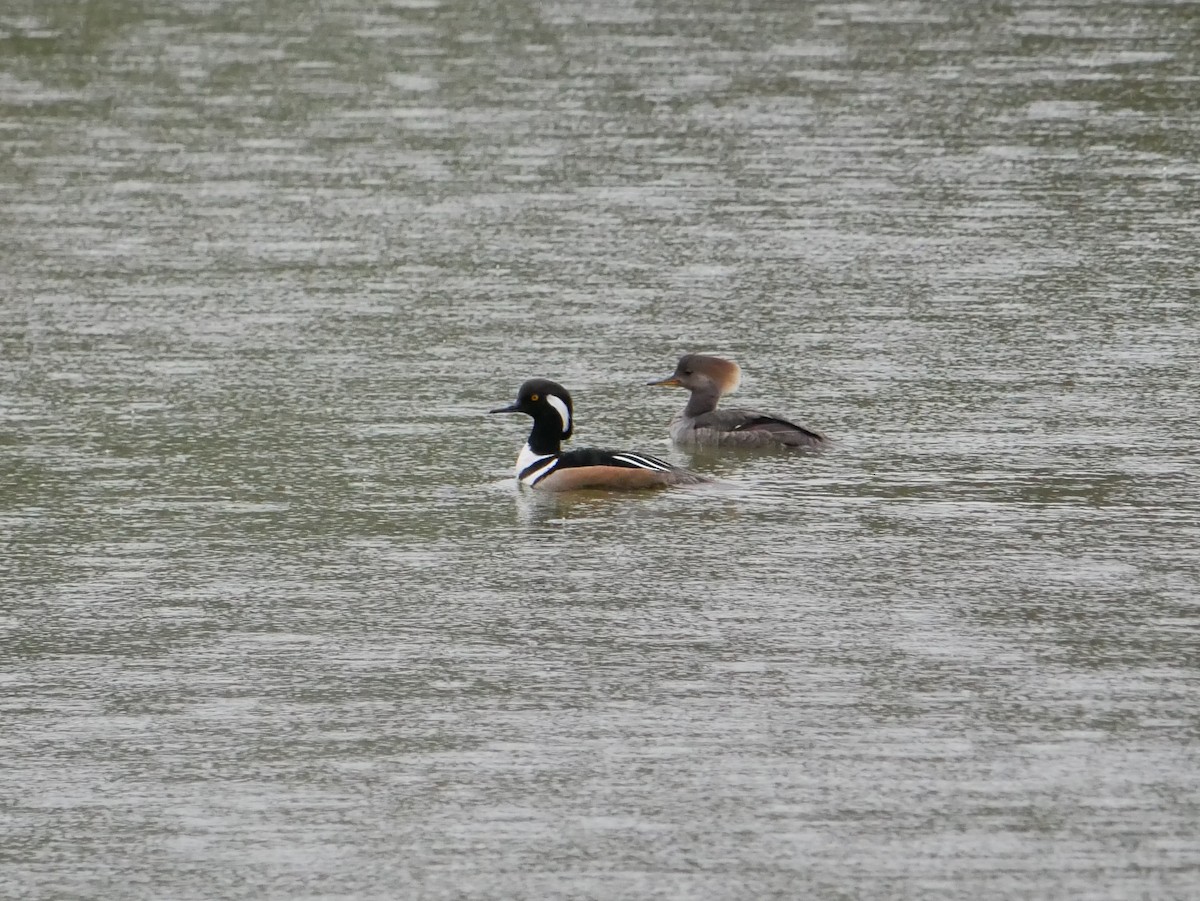 Hooded Merganser - Gail Smith