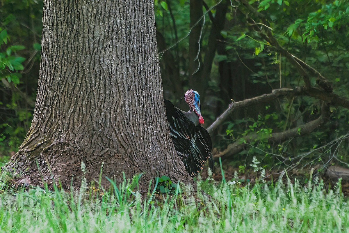 Wild Turkey - ML618082631