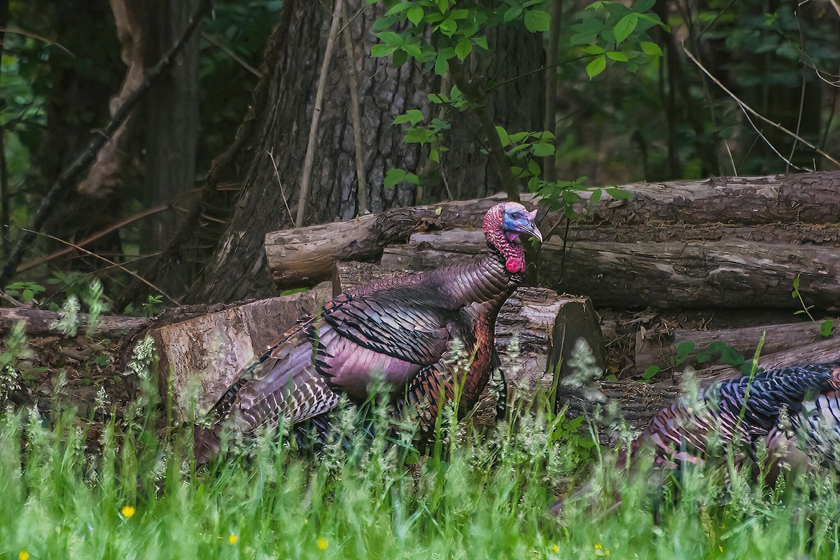 Wild Turkey - Rebecca Higgins