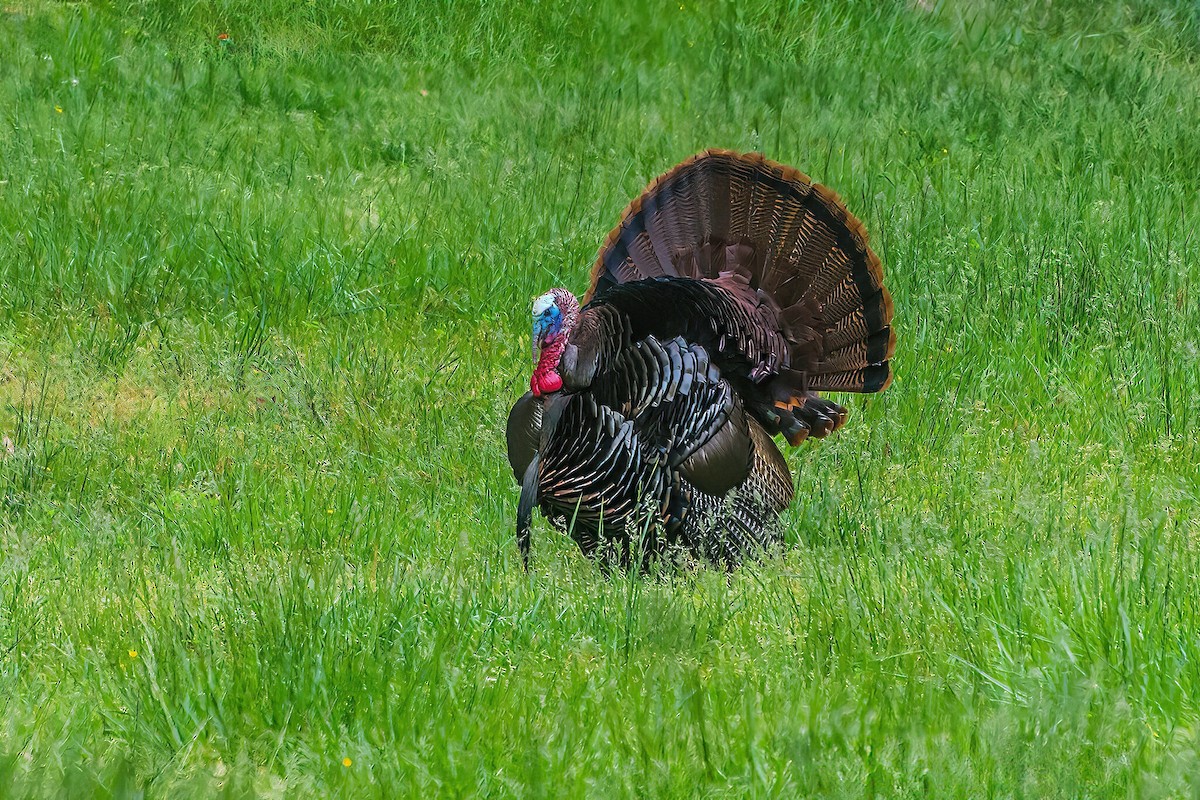 Wild Turkey - ML618082637