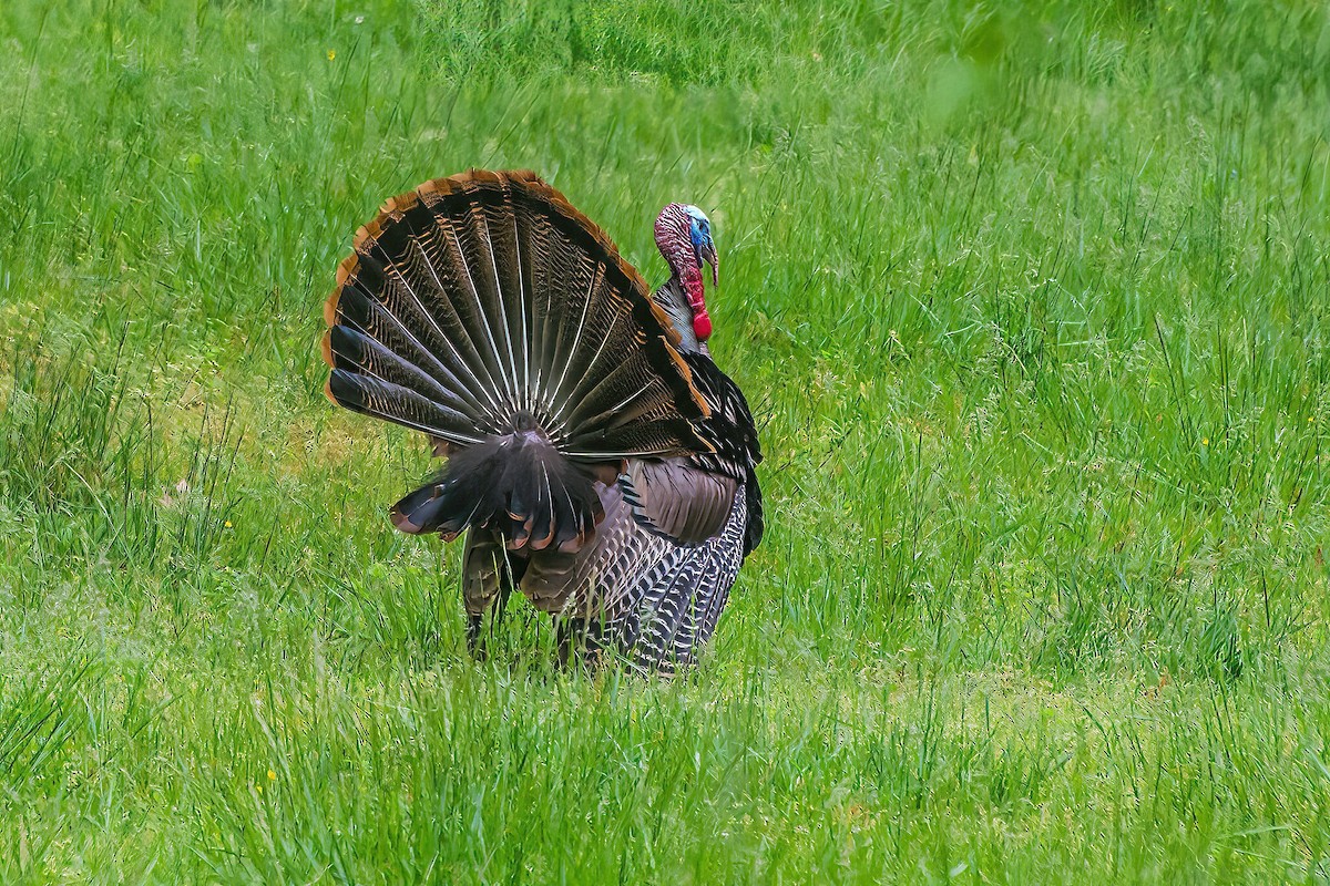 Wild Turkey - Rebecca Higgins