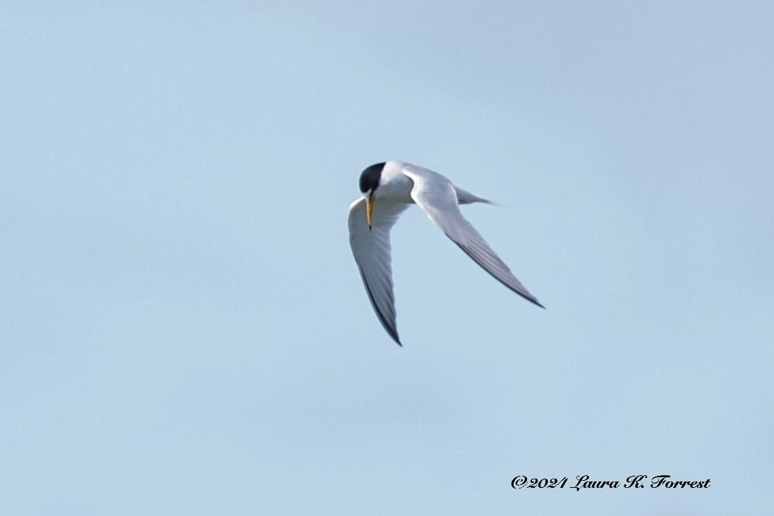 Little Tern - Laura Forrest