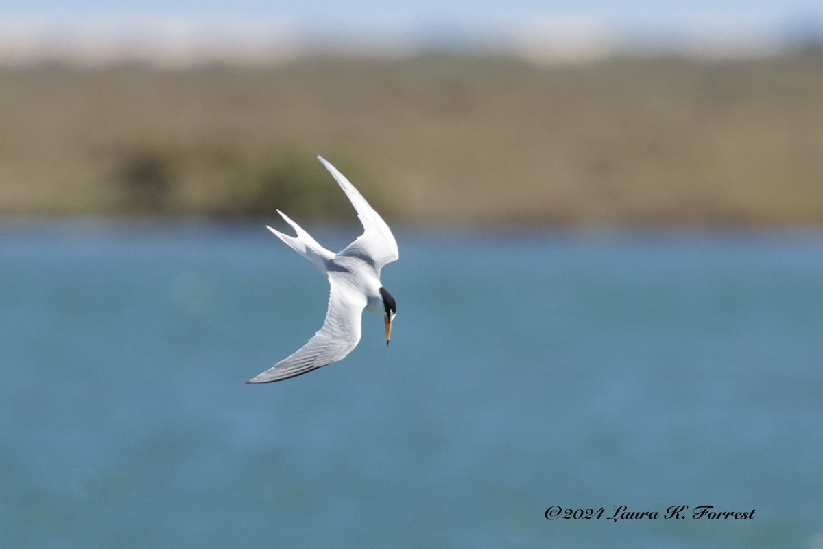 Little Tern - Laura Forrest