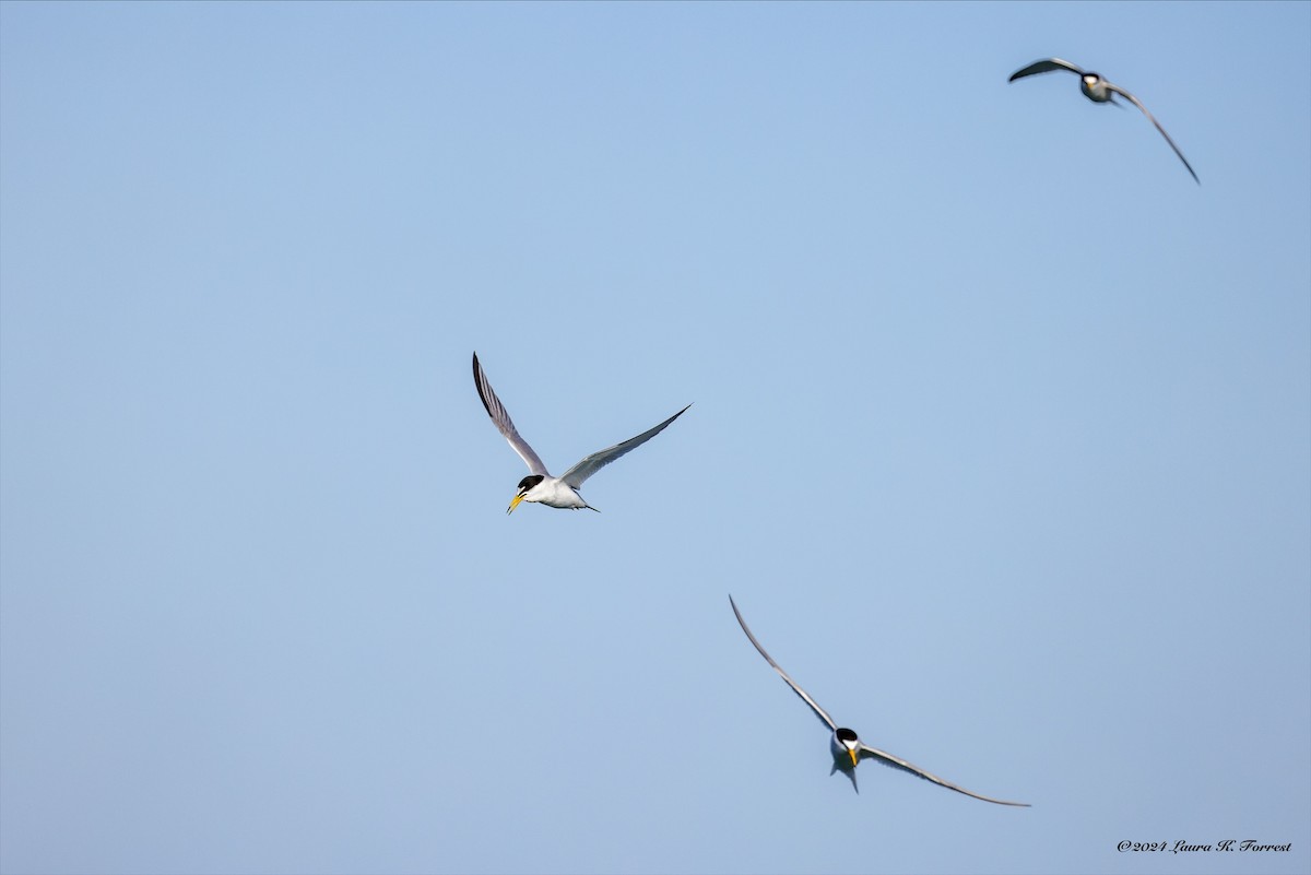 Little Tern - Laura Forrest