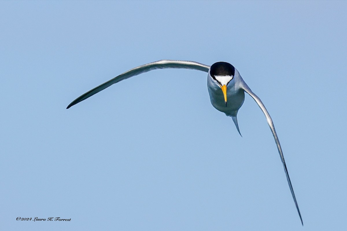 Little Tern - Laura Forrest