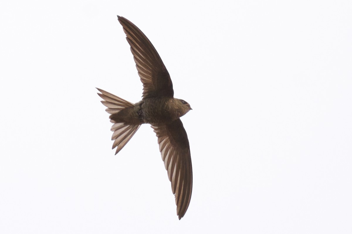 Plain Swift - ML618082658