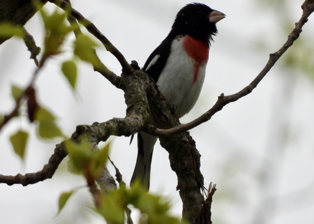 Rose-breasted Grosbeak - Tim Ward