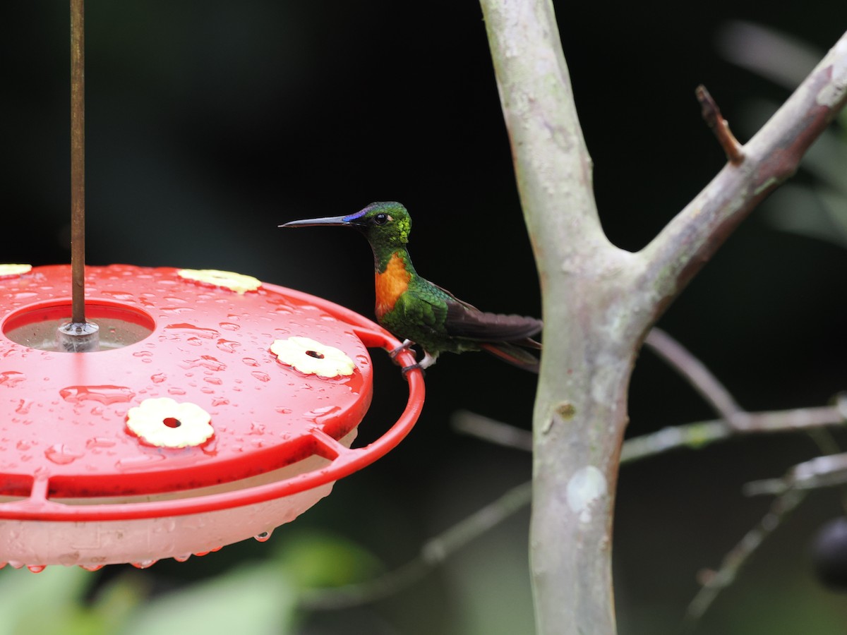 Gould's Jewelfront - ML618082662