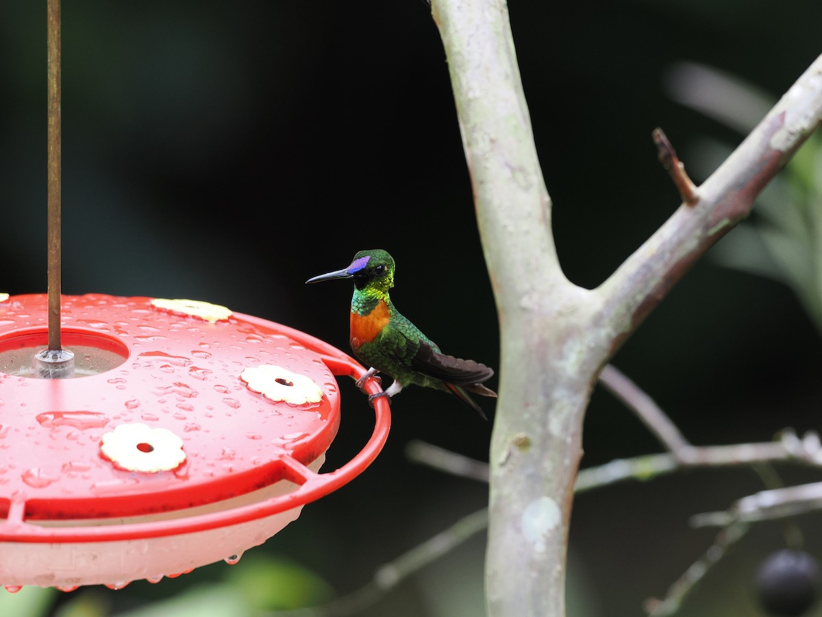 Gould's Jewelfront - ML618082663