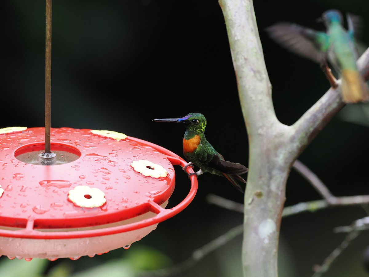 Gould's Jewelfront - ML618082664