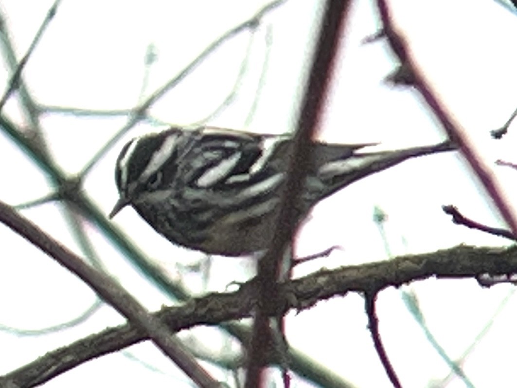 Black-and-white Warbler - Daryl Bernard