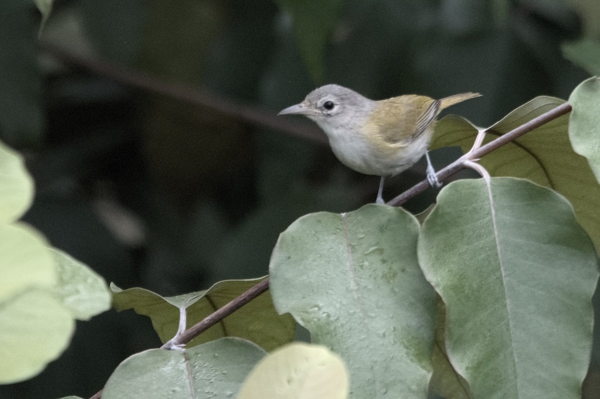 Lesser Greenlet - Kevin Thompson