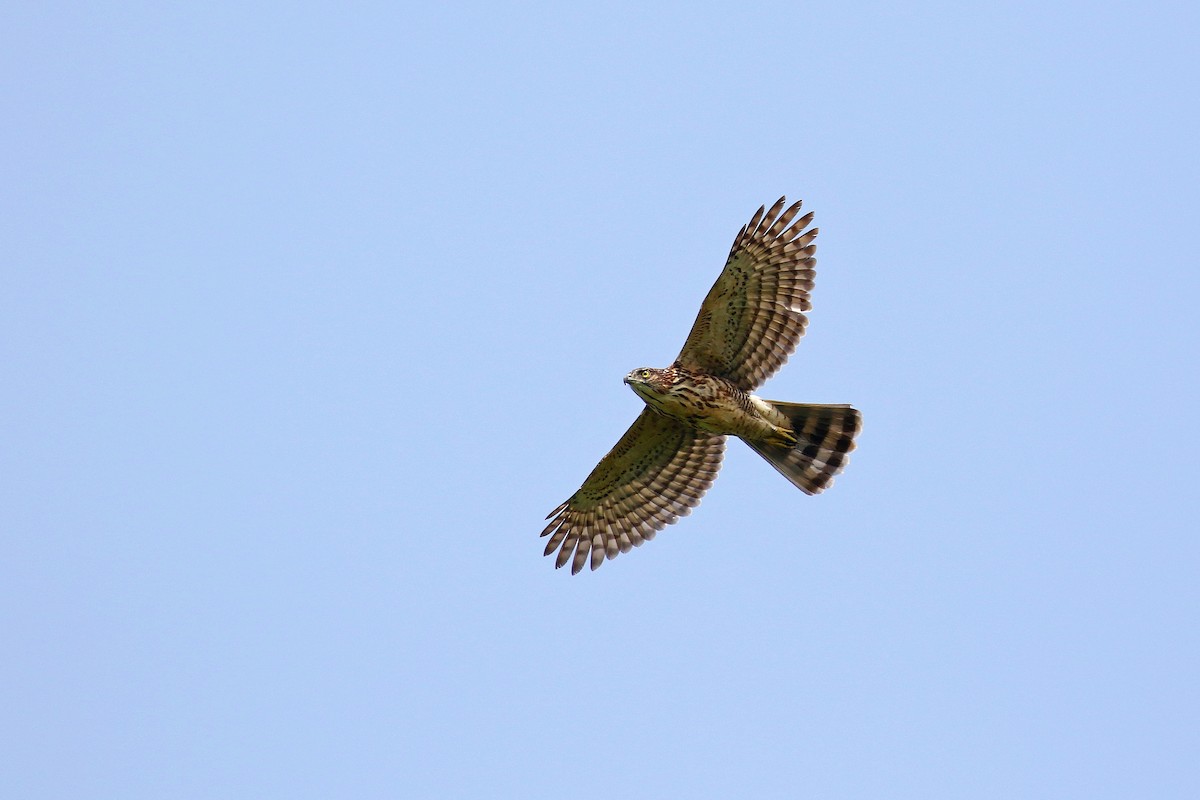 Crested Goshawk - ML618082698