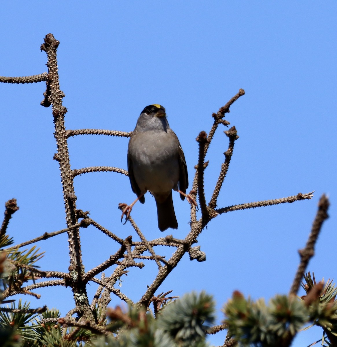 Bruant à couronne dorée - ML618082705