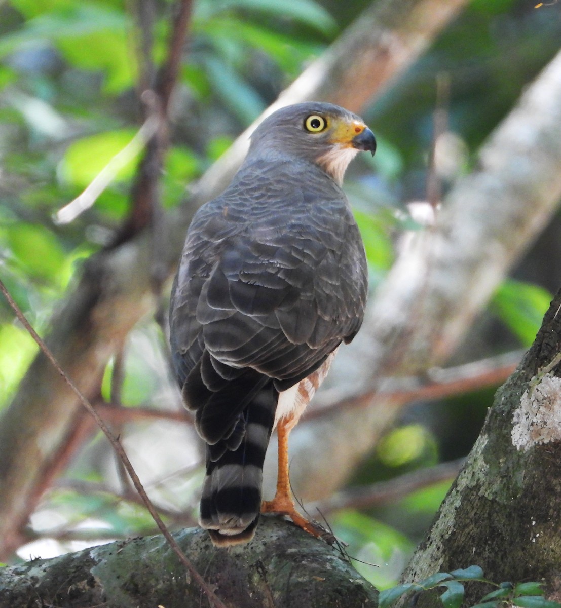 Roadside Hawk - Tom Perls