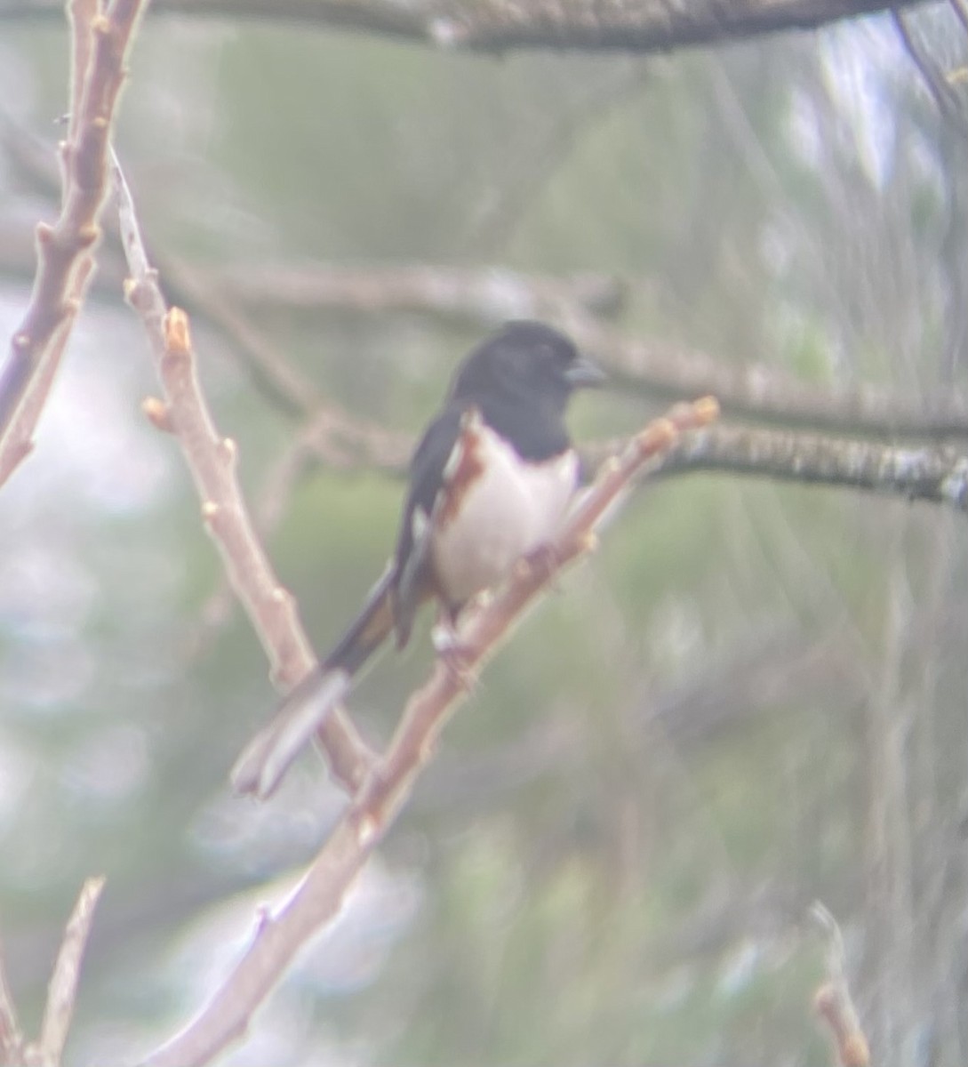 Eastern Towhee - ML618082768