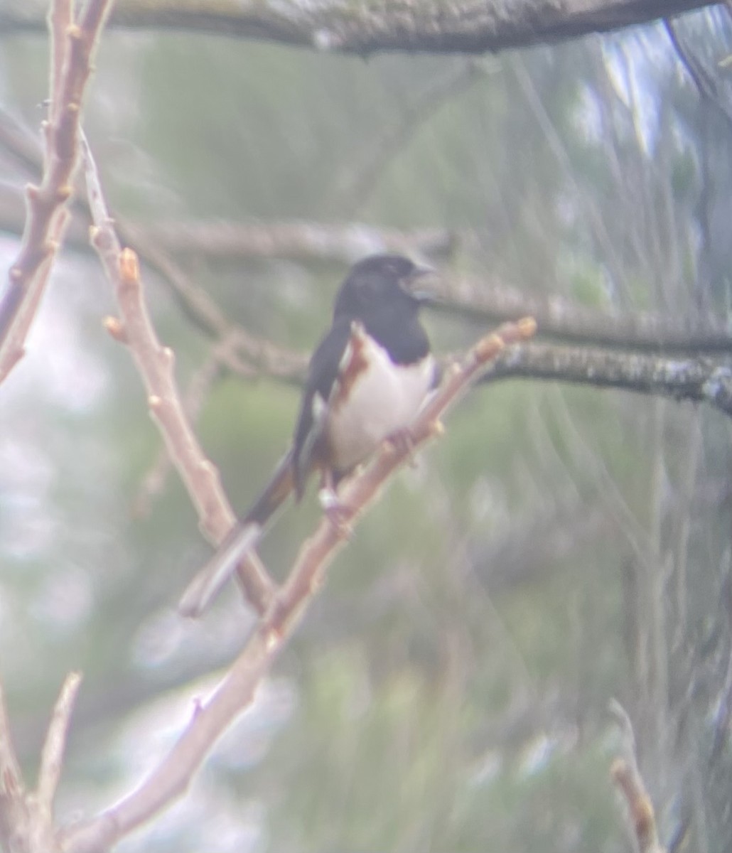 Eastern Towhee - ML618082769