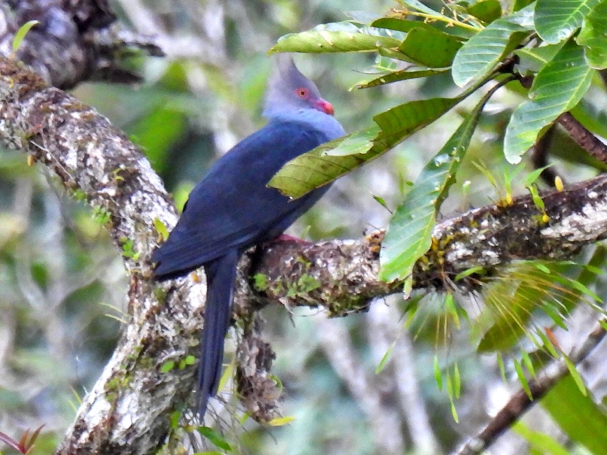 Crested Cuckoo-Dove - ML618082772