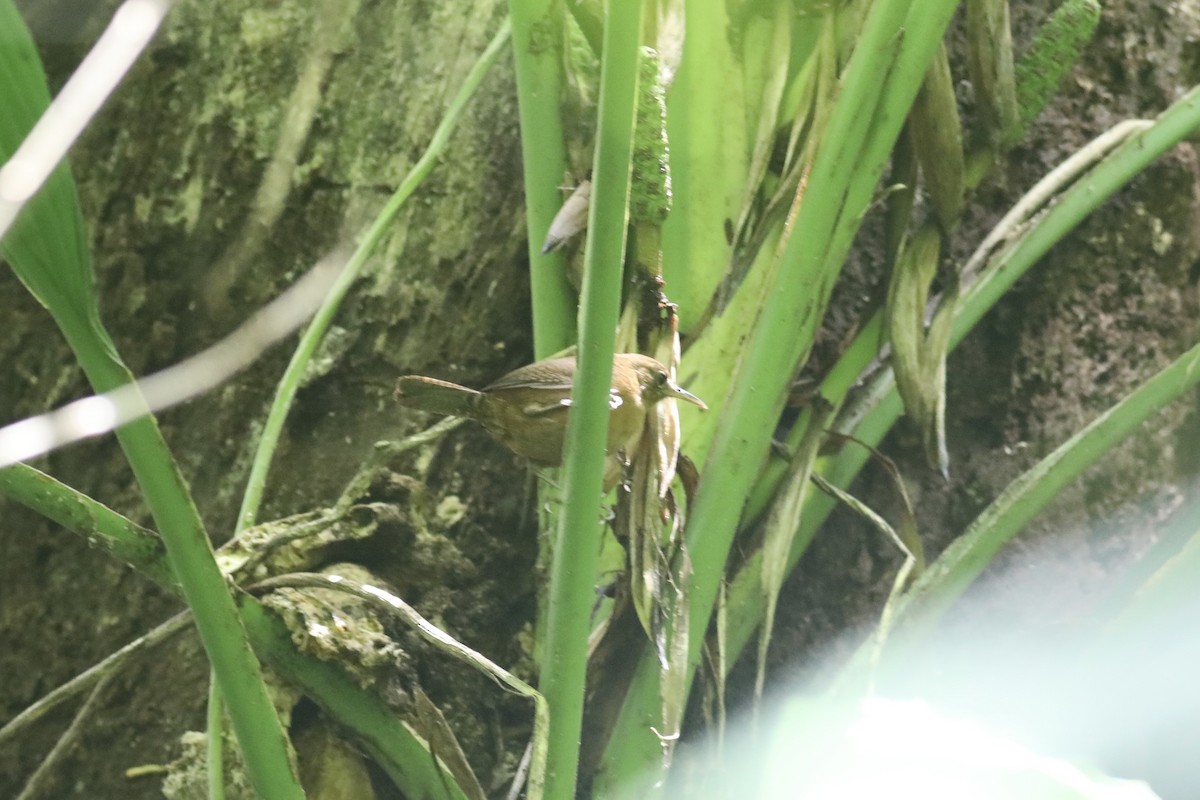 House Wren (Dominica) - Gil Ewing