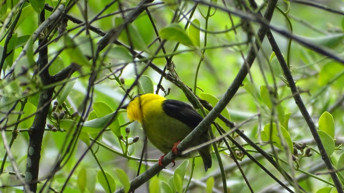Golden-collared Manakin - ML618082775