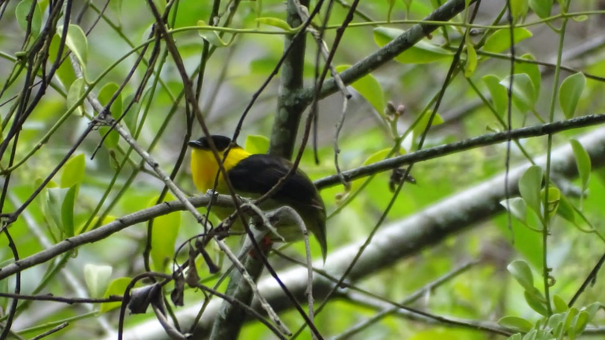 Golden-collared Manakin - ML618082776