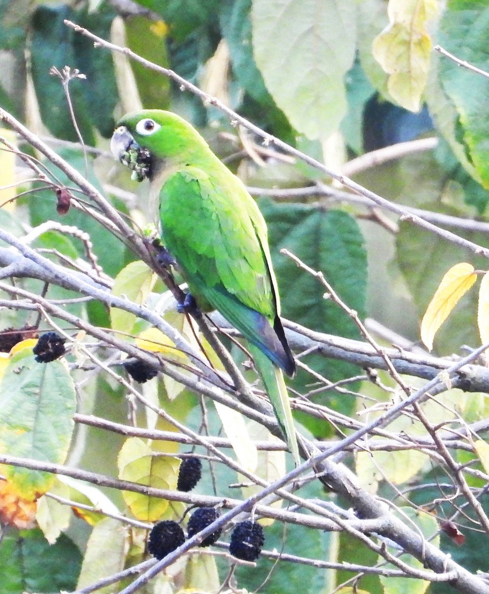 Olive-throated Parakeet - Tom Perls