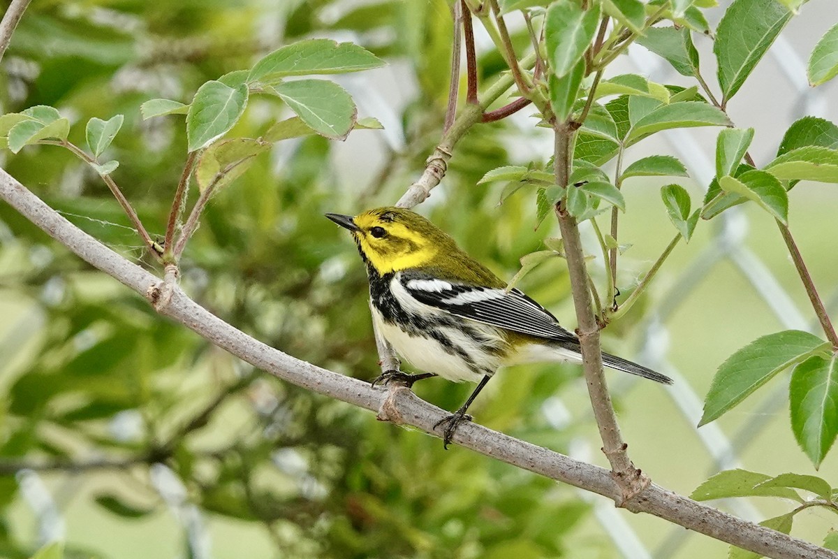 Black-throated Green Warbler - Kenna Sue Trickey